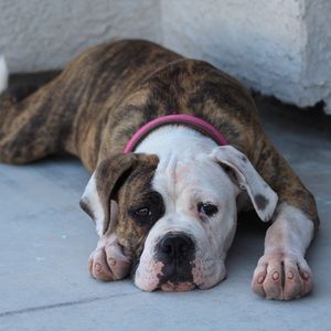 Meet your Posher, Pamela